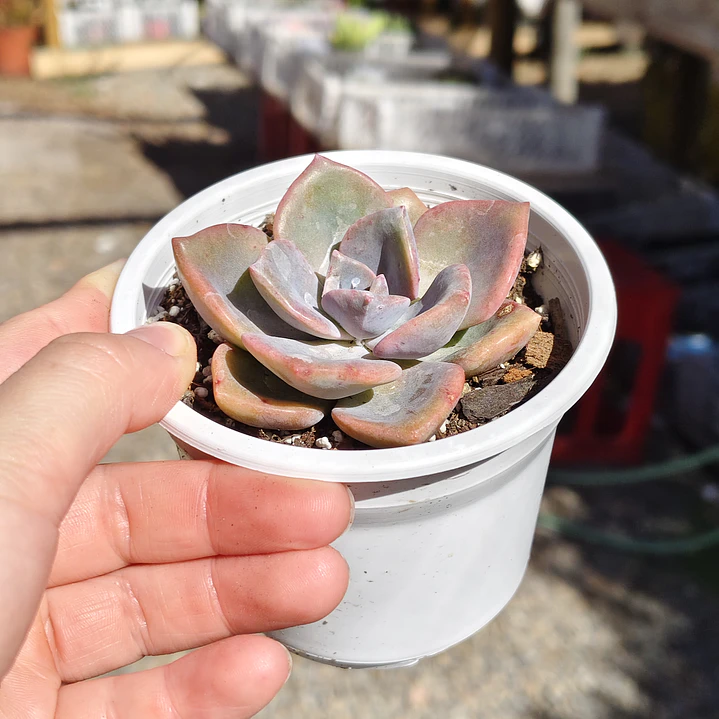 Graptovera Mr. Richard 3