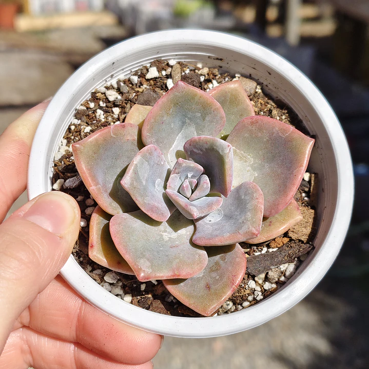 Graptovera Mr. Richard 4