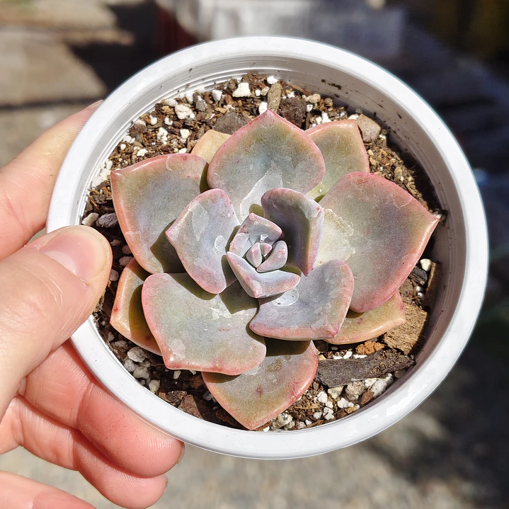 Graptovera Mr. Richard 2