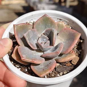 Graptovera Mr. Richard