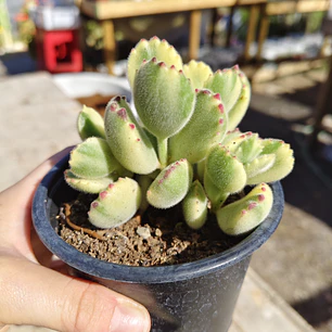 Cotyledon Tormentosa Variegada (Garrita de oso variegada)
