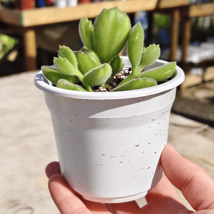 Cotyledon Tomentosa Lemon  (Garrita de oso) 2