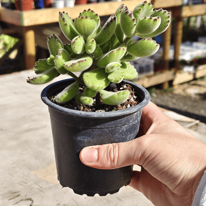 Cotyledon Tomentosa Lemon  (Garrita de oso) 3