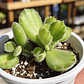Cotyledon Tomentosa Lemon  (Garrita de oso) - Miniatura 4