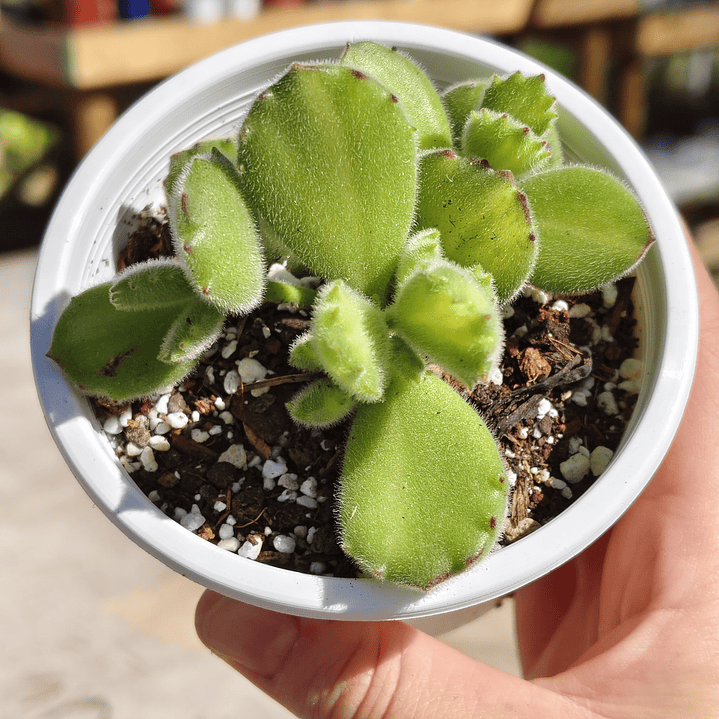 Cotyledon Tomentosa Lemon  (Garrita de oso) 5