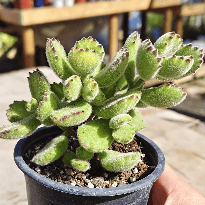 Cotyledon Tomentosa Lemon  (Garrita de oso) 6