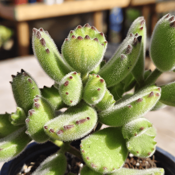 Cotyledon Tomentosa Lemon  (Garrita de oso) 1