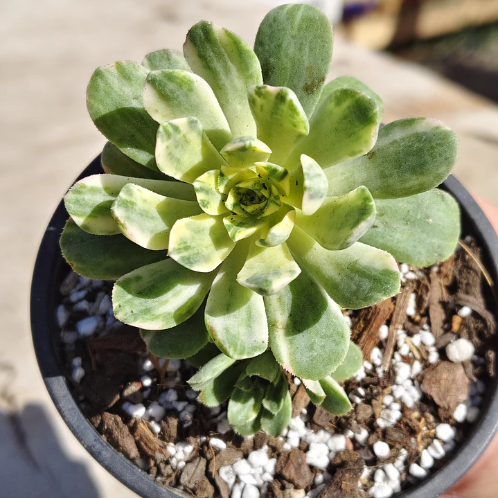 Aeonium Castello-Paivae  Variegado (Suncup) 1