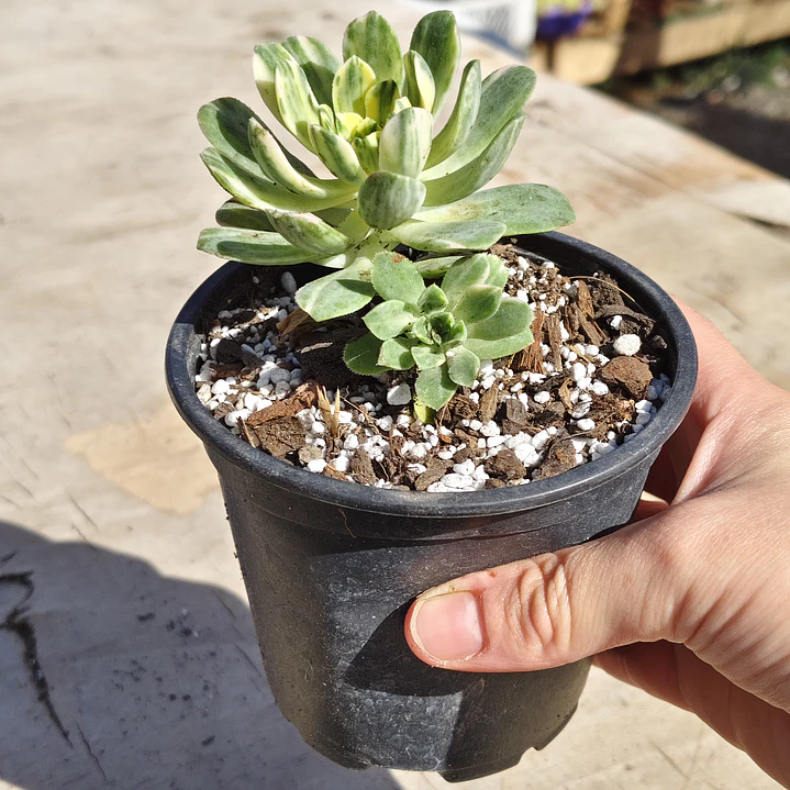 Aeonium Castello-Paivae  Variegado (Suncup) 2