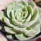 Echeveria Onslow - Miniatura 4