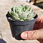 Echeveria Onslow - Miniatura 5