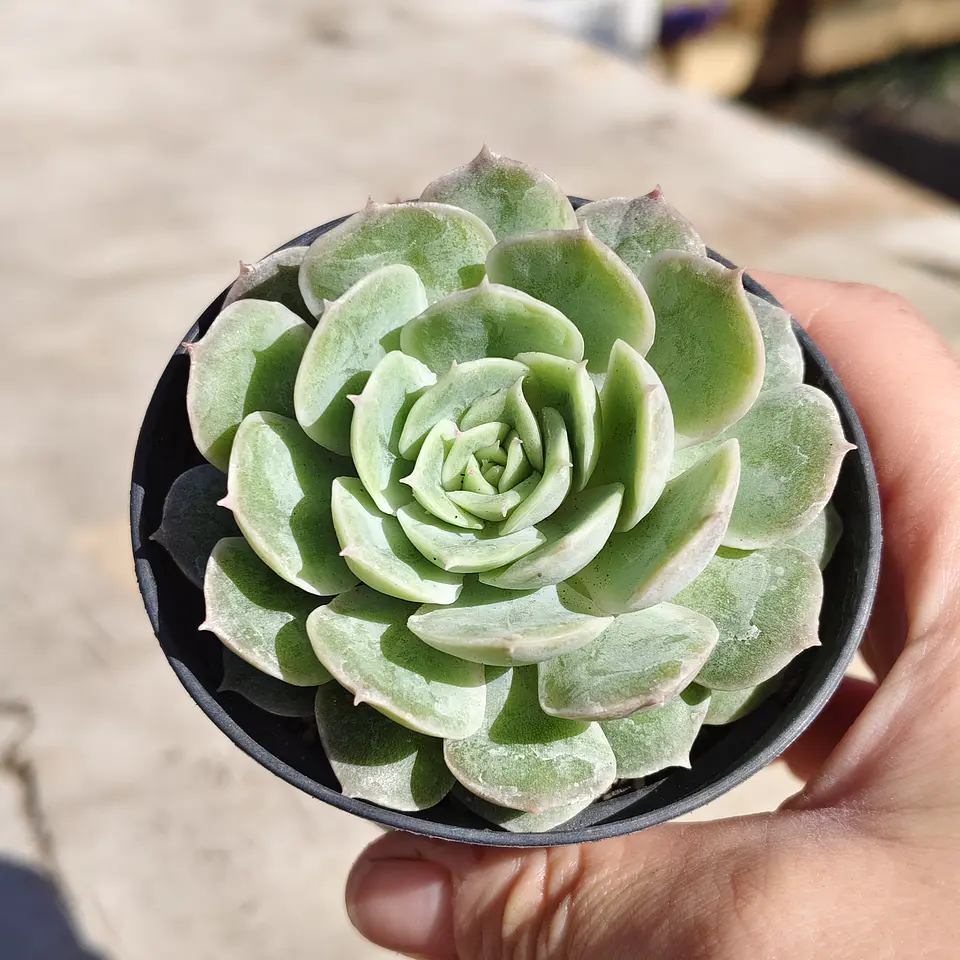 Echeveria Onslow 6