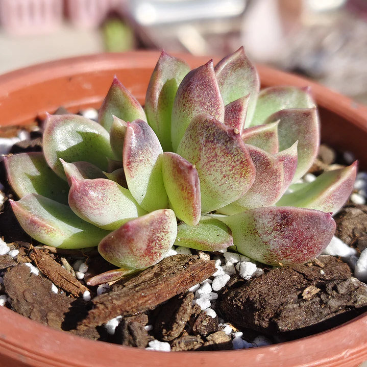 Echeveria Pushke - Coreana 1