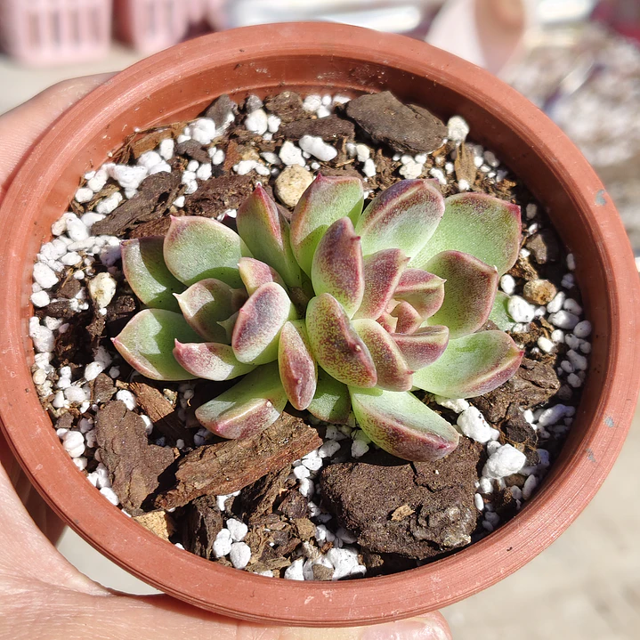 Echeveria Pushke - Coreana 2