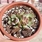 Echeveria Pushke - Coreana - Miniatura 2