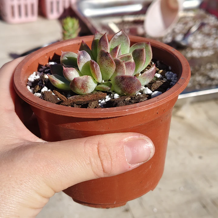 Echeveria Pushke - Coreana 3