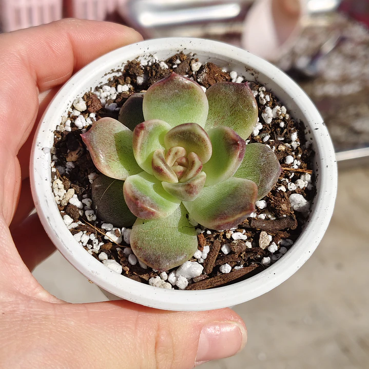 Echeveria Pushke - Coreana 4