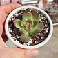 Echeveria Pushke - Coreana - Miniatura 4