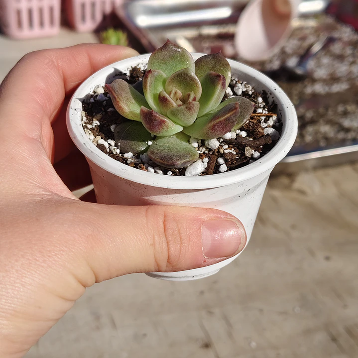 Echeveria Pushke - Coreana 5