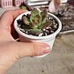 Echeveria Pushke - Coreana - Miniatura 5