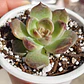 Echeveria Pushke - Coreana - Miniatura 6