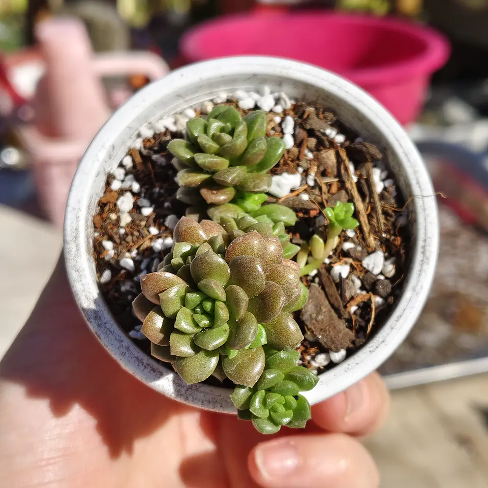 Cremnosedum Little Gem 2