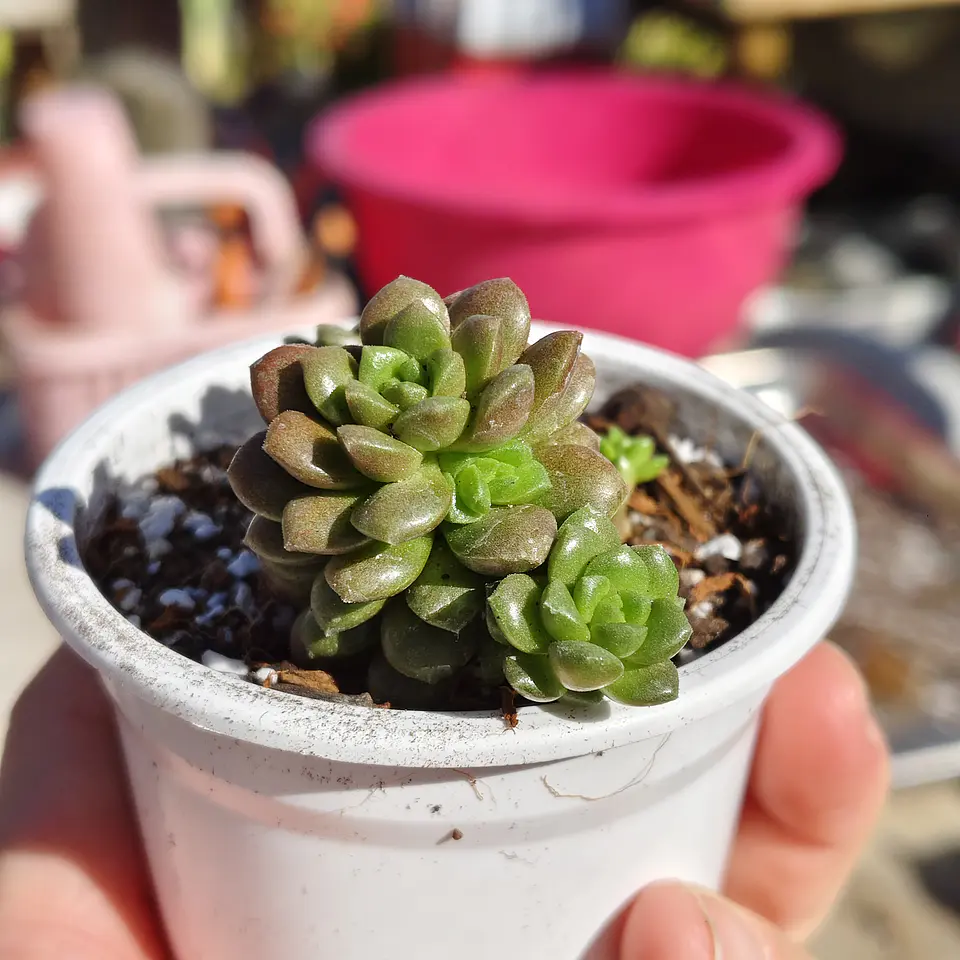 Cremnosedum Little Gem 3
