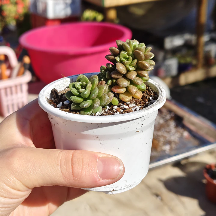 Cremnosedum Little Gem 5