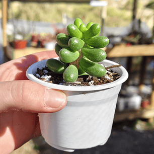 Sedum Hernandezii