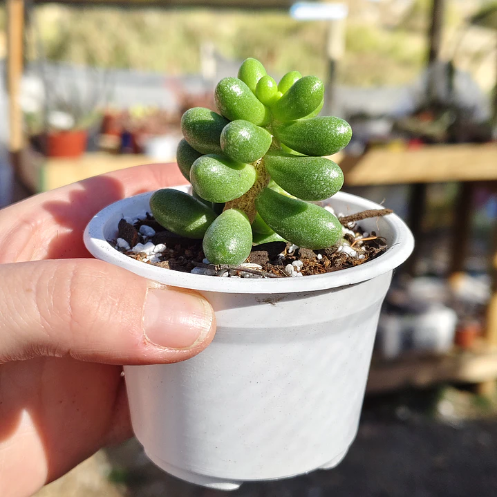 Sedum Hernandezii 1