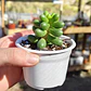 Sedum Hernandezii - Miniatura 1