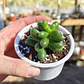 Sedum Hernandezii - Miniatura 2