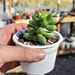 Sedum Hernandezii - Miniatura 3