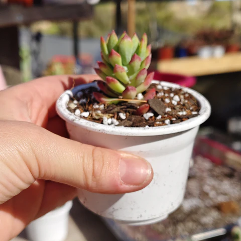 Sedum Cuspidatum 