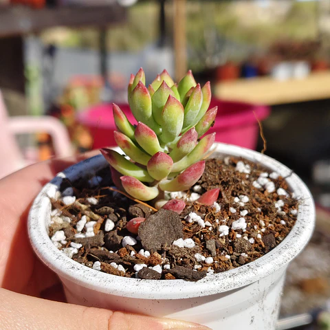 Sedum Cuspidatum 
