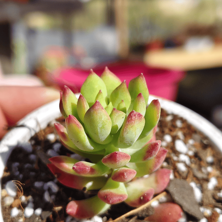 Sedum Cuspidatum  3