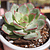 Echeveria Esther