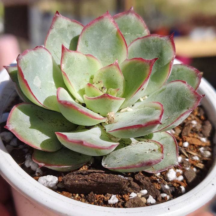 Echeveria Esther 1