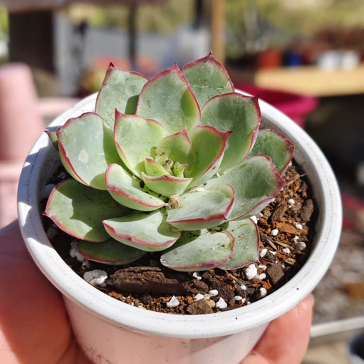 Echeveria Esther 2