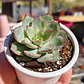Echeveria Esther - Miniatura 2