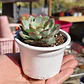 Echeveria Esther - Miniatura 3