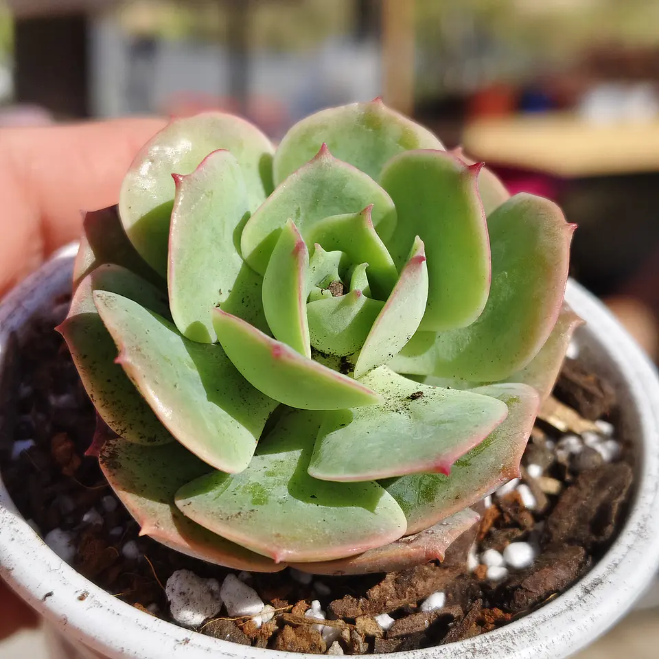 Echeveria Gloria  1