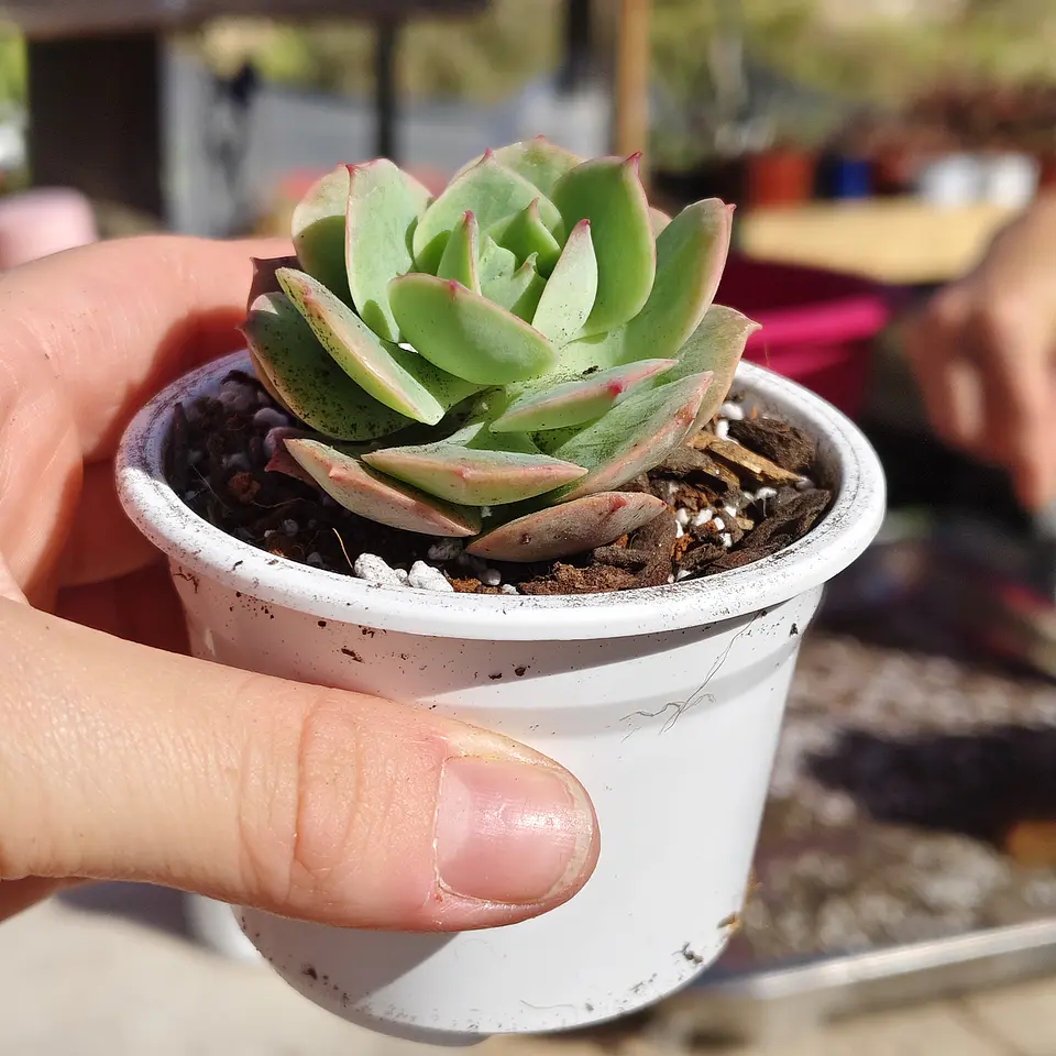 Echeveria Gloria  2