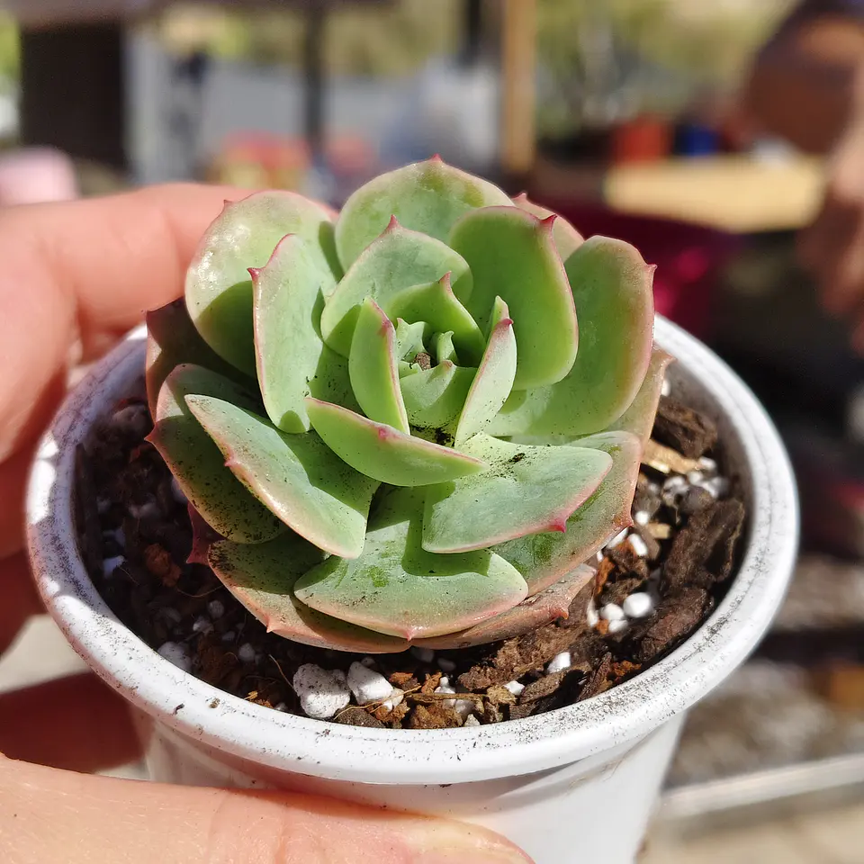 Echeveria Gloria  3