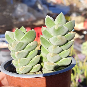 Crassula Moonglow