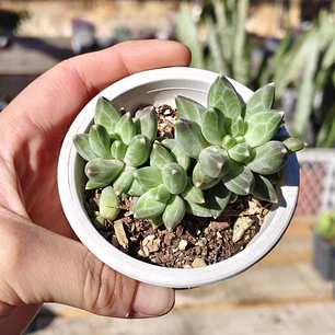 Pachyphytum compactum (Hoja delgada)