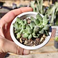 Pachyphytum compactum (Hoja delgada) - Miniatura 2