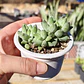 Pachyphytum compactum (Hoja delgada) - Miniatura 3