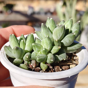 Pachyphytum compactum (Hoja delgada)