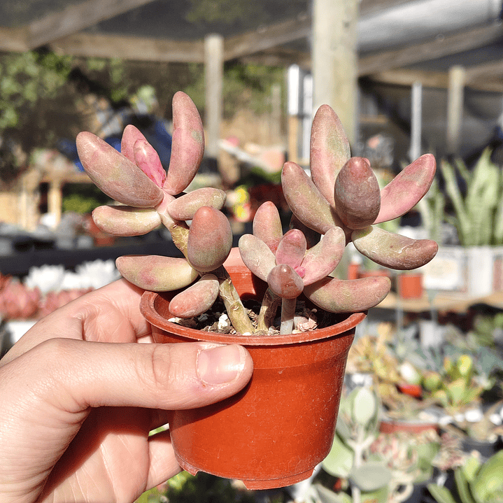 Pachyphytum Ganzhou 1